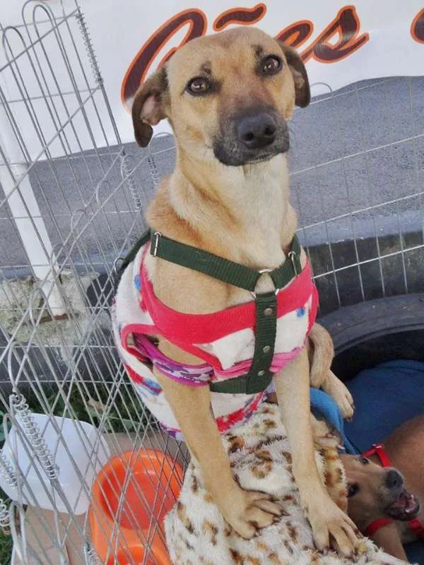 Cachorro ra a SRD idade 2 anos nome Nichelan