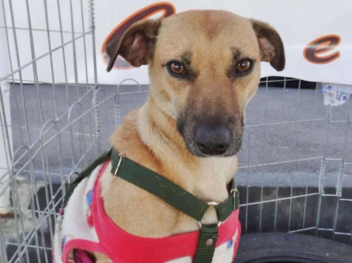 Cachorro ra a SRD idade 2 anos nome Nichelan