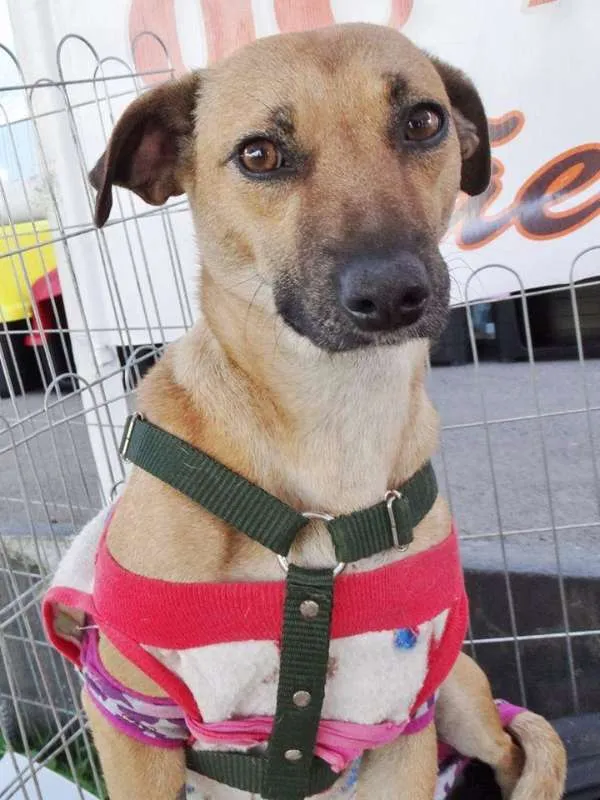 Cachorro ra a SRD idade 2 anos nome Nichelan
