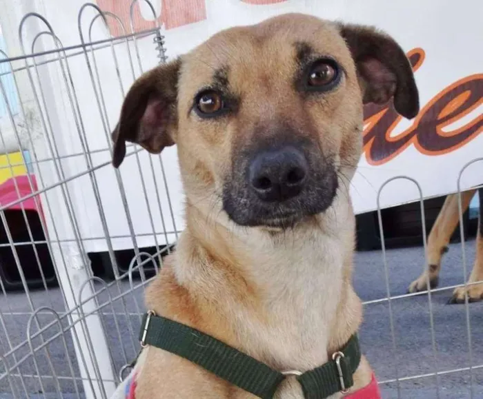 Cachorro ra a SRD idade 2 anos nome Nichelan