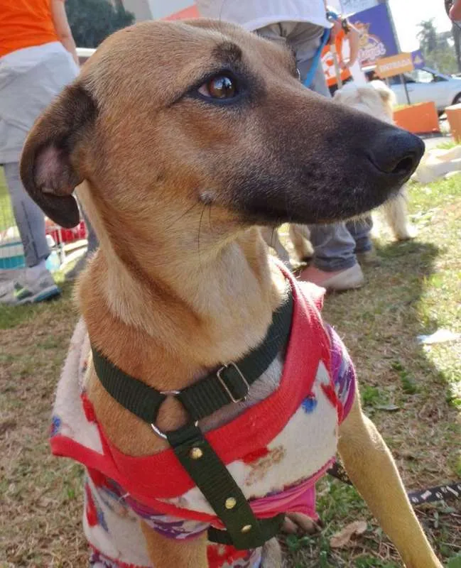 Cachorro ra a SRD idade 2 anos nome Nichelan