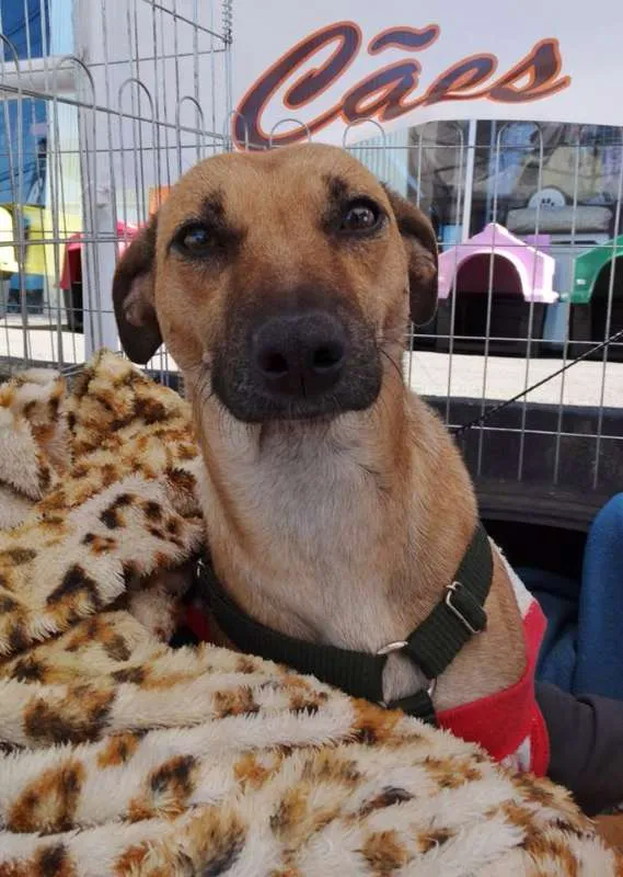 Cachorro ra a SRD idade 2 anos nome Nichelan