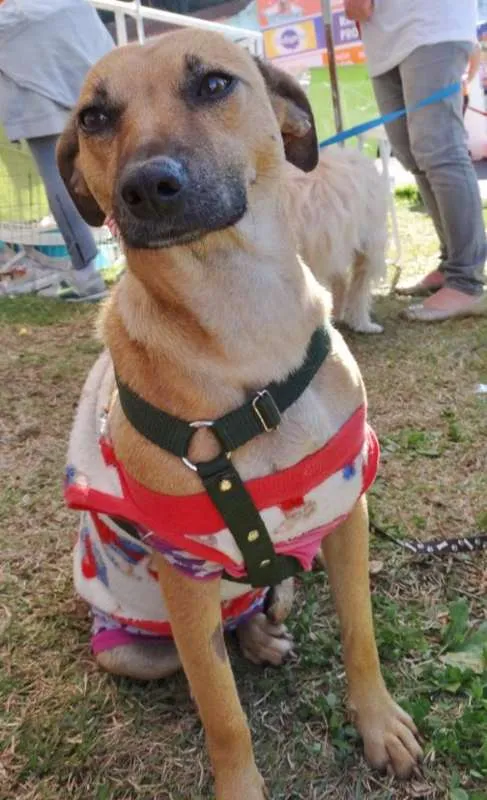 Cachorro ra a SRD idade 2 anos nome Nichelan