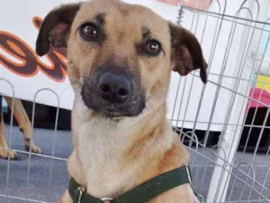 Cachorro raça SRD idade 2 anos nome Nichelan