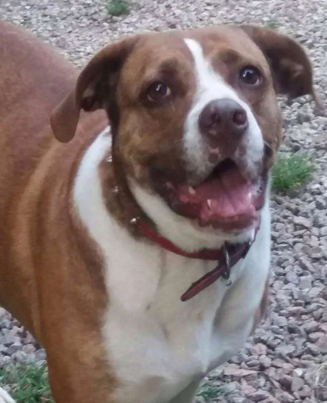Cachorro ra a SRD idade 3 anos nome Maria Gasolina