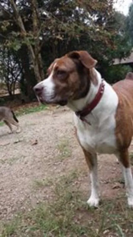 Cachorro ra a SRD idade 3 anos nome Maria Gasolina