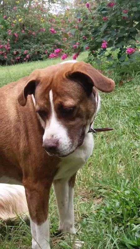 Cachorro ra a SRD idade 3 anos nome Maria Gasolina