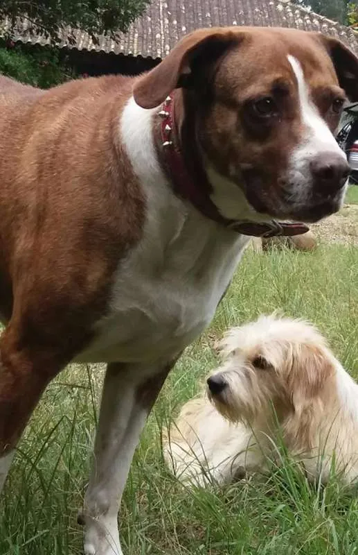 Cachorro ra a SRD idade 3 anos nome Maria Gasolina