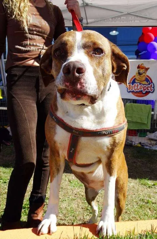 Cachorro ra a SRD idade 3 anos nome Maria Gasolina