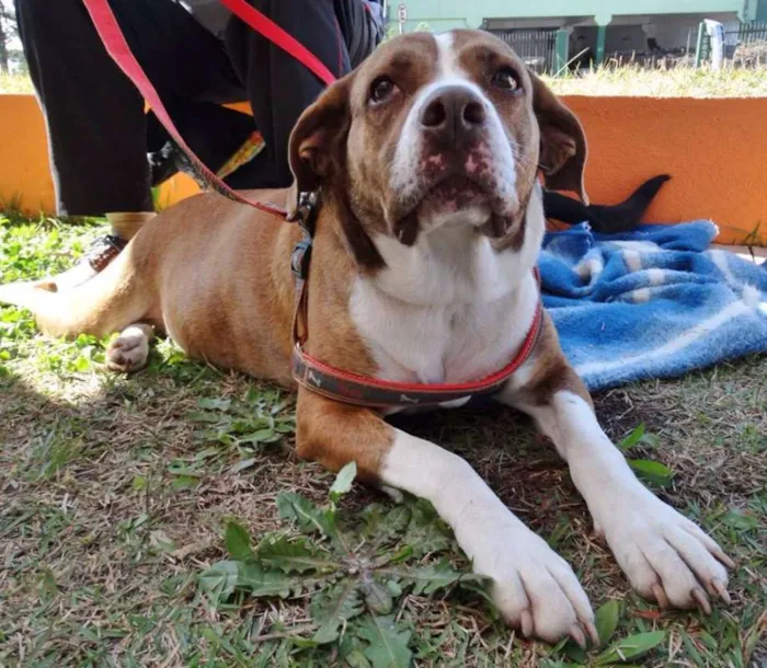 Cachorro ra a SRD idade 3 anos nome Maria Gasolina