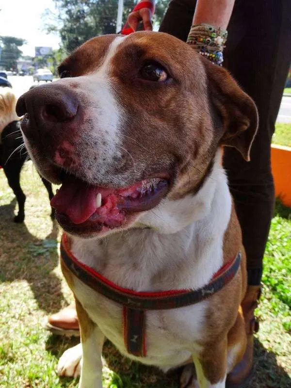 Cachorro ra a SRD idade 3 anos nome Maria Gasolina