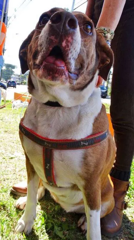 Cachorro ra a SRD idade 3 anos nome Maria Gasolina