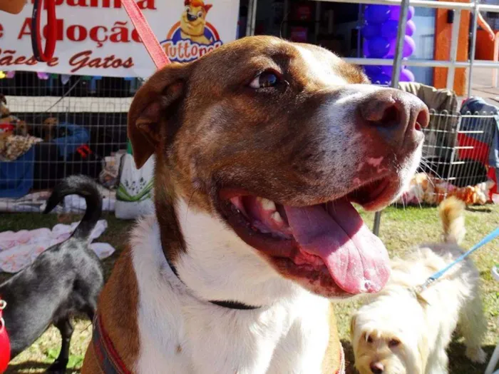 Cachorro ra a SRD idade 3 anos nome Maria Gasolina
