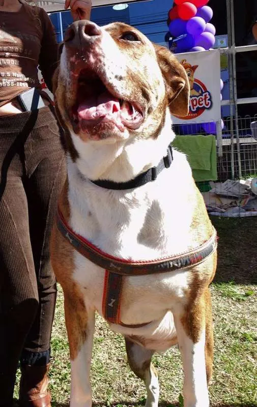 Cachorro ra a SRD idade 3 anos nome Maria Gasolina