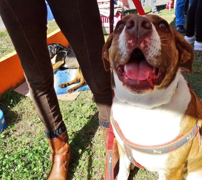 Cachorro ra a SRD idade 3 anos nome Maria Gasolina
