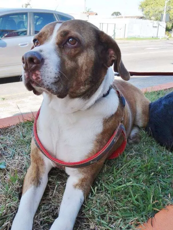 Cachorro ra a SRD idade 3 anos nome Maria Gasolina