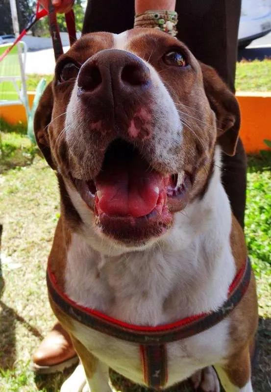 Cachorro ra a SRD idade 3 anos nome Maria Gasolina