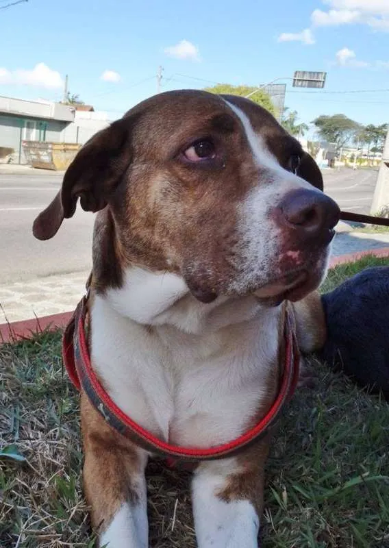 Cachorro ra a SRD idade 3 anos nome Maria Gasolina
