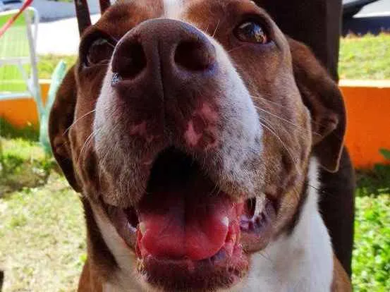 Cachorro ra a SRD idade 3 anos nome Maria Gasolina