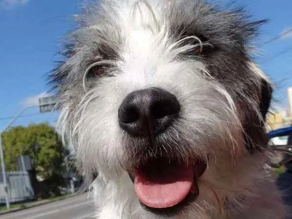 Cachorro ra a SRD idade 1 ano nome Bryan