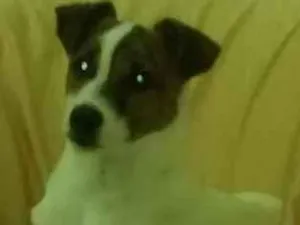 Cachorro raça Fox Paulistinha idade 7 a 11 meses nome Paçoca