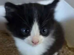 Gato raça INDEFINIDA idade Abaixo de 2 meses nome não tem