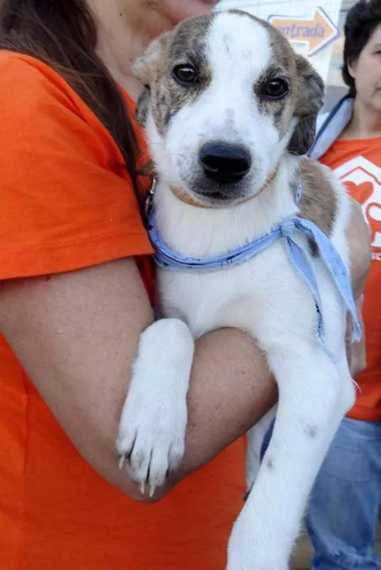 Cachorro ra a srd idade 2 a 6 meses nome Dizzy