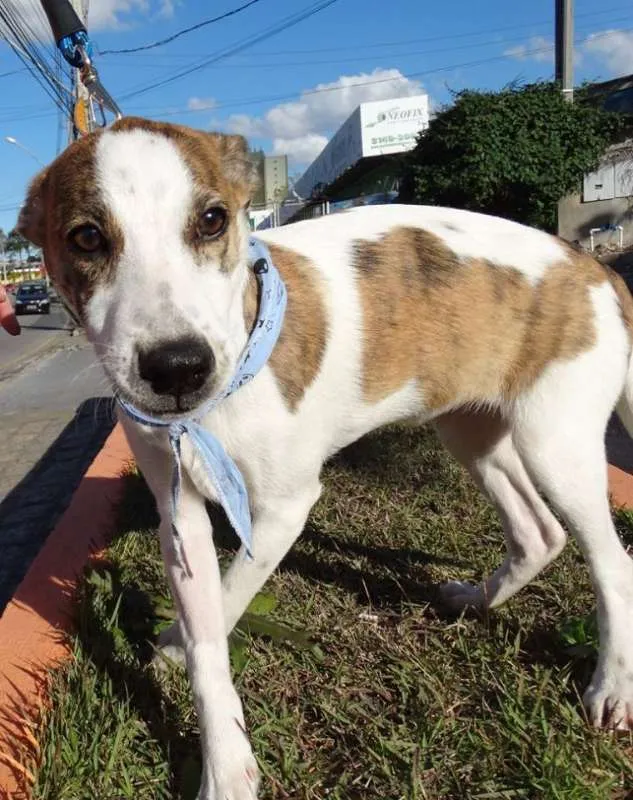 Cachorro ra a srd idade 2 a 6 meses nome Dizzy