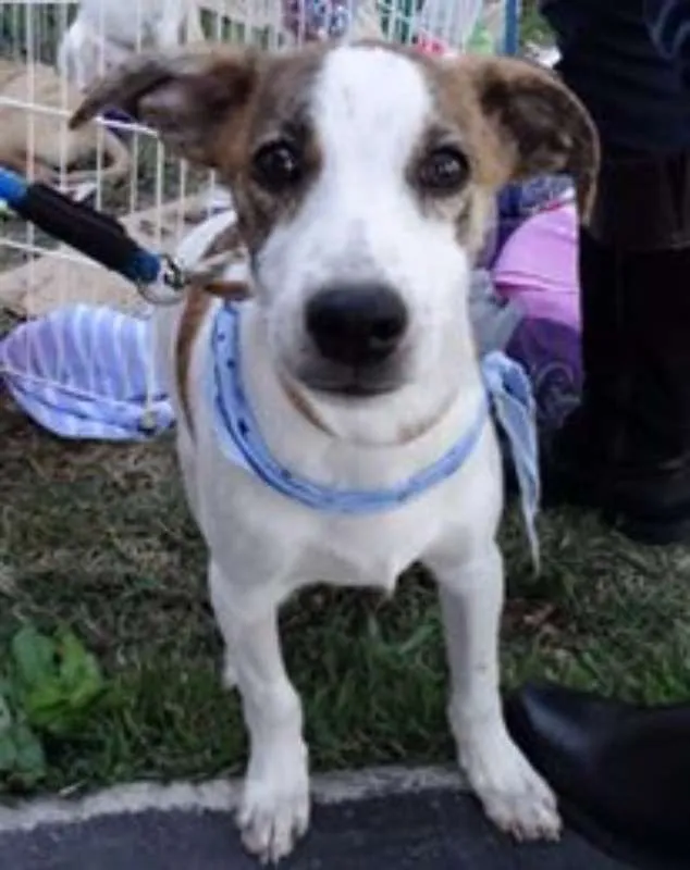 Cachorro ra a srd idade 2 a 6 meses nome Dizzy