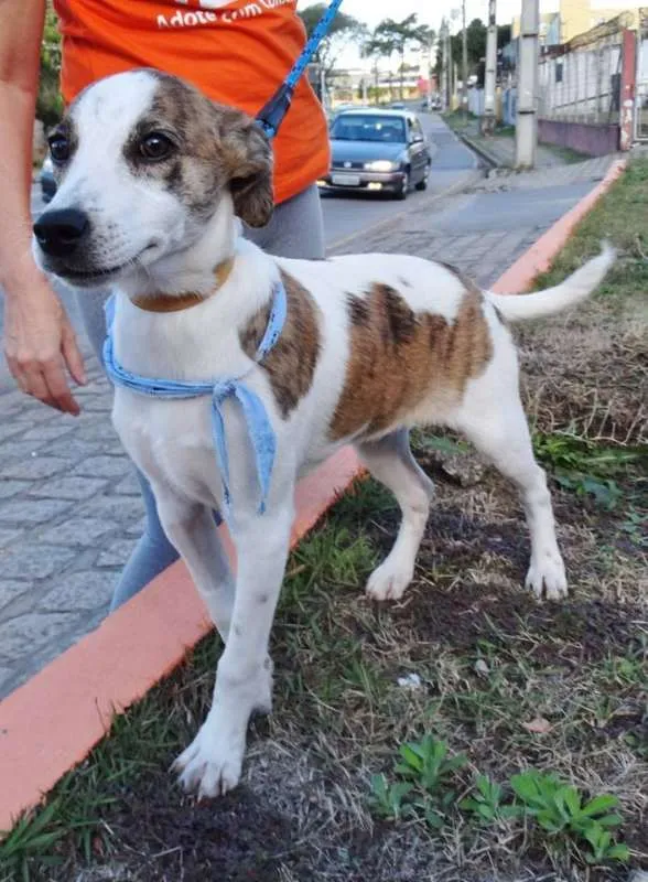 Cachorro ra a srd idade 2 a 6 meses nome Dizzy