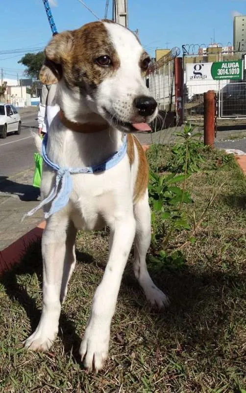 Cachorro ra a srd idade 2 a 6 meses nome Dizzy