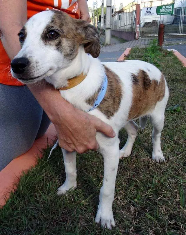 Cachorro ra a srd idade 2 a 6 meses nome Dizzy