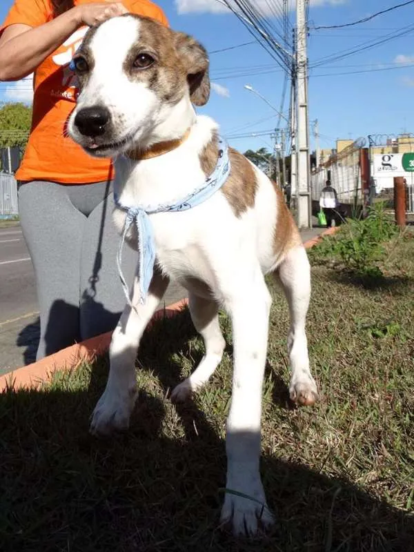 Cachorro ra a srd idade 2 a 6 meses nome Dizzy