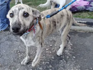 Cachorro raça SRD idade 2 a 6 meses nome Oliver