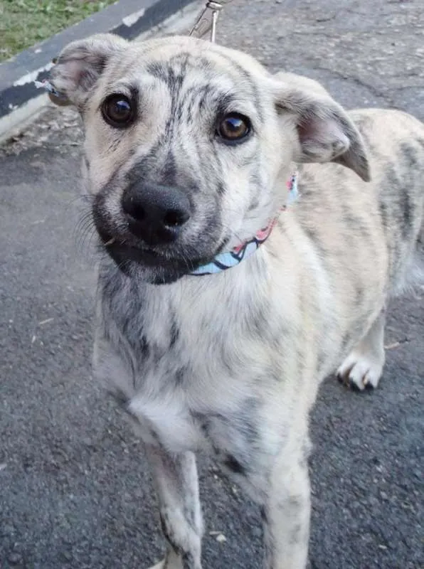 Cachorro ra a SRD idade 2 a 6 meses nome Oliver