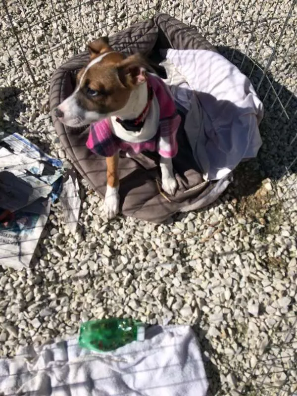 Cachorro ra a SRD idade 2 a 6 meses nome Bell