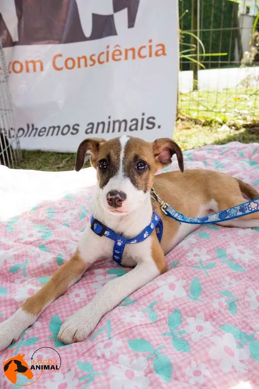 Cachorro ra a SRD idade 2 a 6 meses nome Bell