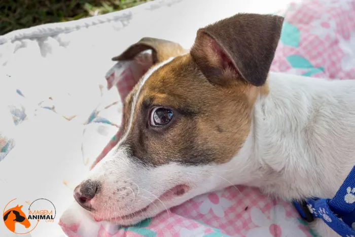Cachorro ra a SRD idade 2 a 6 meses nome Bell
