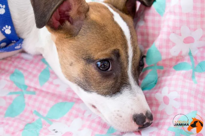 Cachorro ra a SRD idade 2 a 6 meses nome Bell