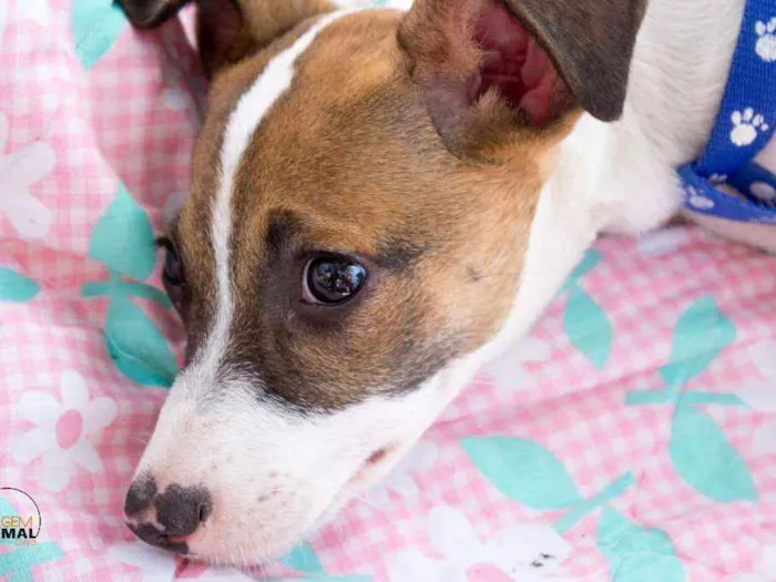 Cachorro ra a SRD idade 2 a 6 meses nome Bell
