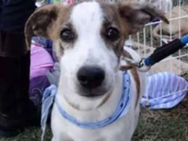 Cachorro ra a srd idade 2 a 6 meses nome Dizzy