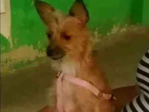 Cachorro raça SRD idade 3 anos nome Jessie