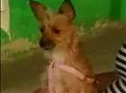 Cachorro raça SRD idade 3 anos nome Jessie