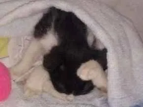 Gato raça Vira lata idade Abaixo de 2 meses nome Nina