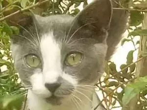 Gato raça Sem raça idade 7 a 11 meses nome Jasmine 