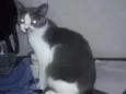 Jasmine 