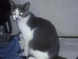 Gato raça Sem raça idade 7 a 11 meses nome Jasmine 