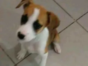 Cachorro raça Boxer  idade 2 a 6 meses nome Madonna 