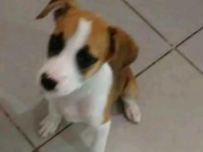 Cachorro ra a Boxer  idade 2 a 6 meses nome Madonna 