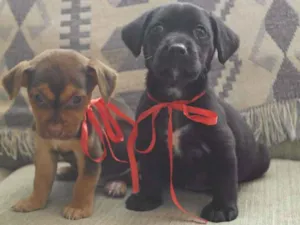 Cachorro raça  idade Abaixo de 2 meses nome Pretinho e Marrozinh